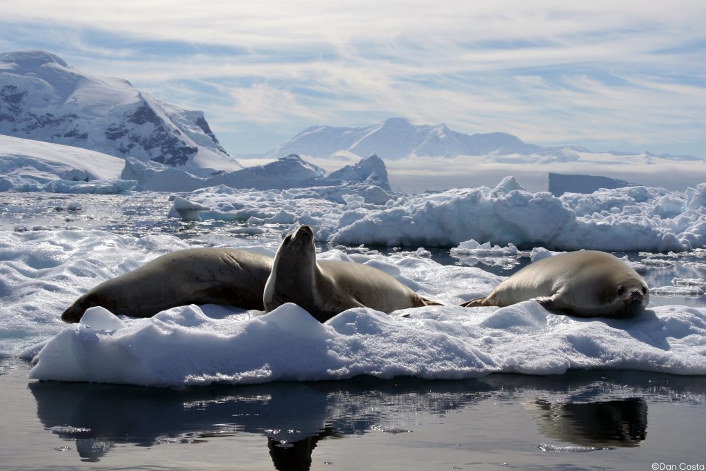 Krill en problemas: se desplazará hacia zonas oceánicas y el sur de la Antártica por cambio climático